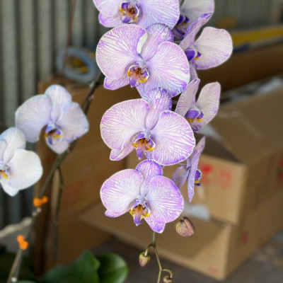 Thuốc Nhuộm Hoa Lan Chậu Hồ Điệp Trồng Chậu Công Nghệ Israel (chai 100ml) đặc biệt dùng nhuộm đổi màu hoa lan chậu Hồ Điệp tại vườn