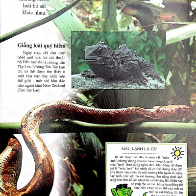 Bách Khoa Tri Thức Về Khám Phá Thế Giới Cho Trẻ Em - Reptiles - Bò Sát