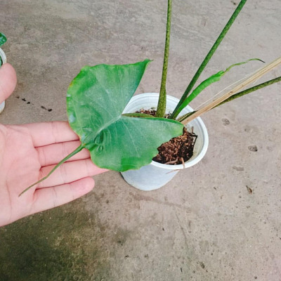 Cây Môn Cá Đuối Alocasia Stingray - Cây cảnh để trong nhà + Tặng phân bón cho cây