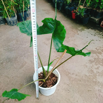 Cây Môn Cá Đuối Alocasia Stingray - Cây cảnh để trong nhà + Tặng phân bón cho cây