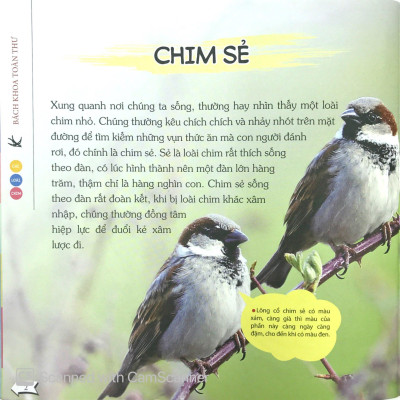Bách Khoa Toàn Thư Nhỏ (Bằng Tranh) - Các Loài Chim