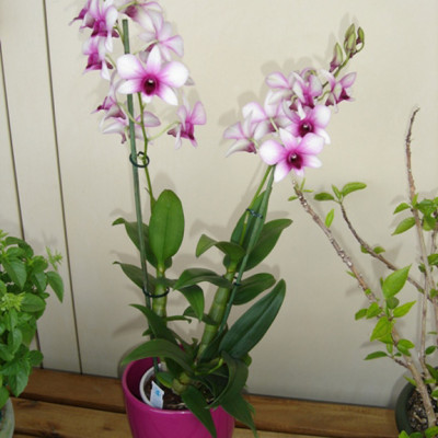 Phân Bón Thông Minh Rynan Flowermate 220 hộp lớn - Giúp Phong Lan Ra Hoa, Trổ Đồng Loạt, Lâu Tàn
