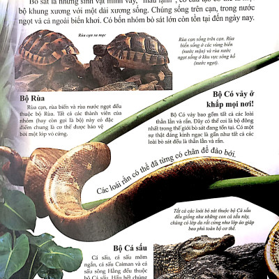 Bách Khoa Tri Thức Về Khám Phá Thế Giới Cho Trẻ Em - Reptiles - Bò Sát