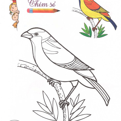 Tô Màu - Mẫu Giáo - Các Loài Chim