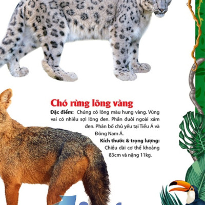 Khám Phá Động Vật 5 Châu - Châu Á