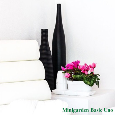 CHẬU TRỒNG CÂY ĐỂ BÀN THÔNG MINH TỰ ĐỘNG TƯỚI BASIC UNO trong 2 tháng