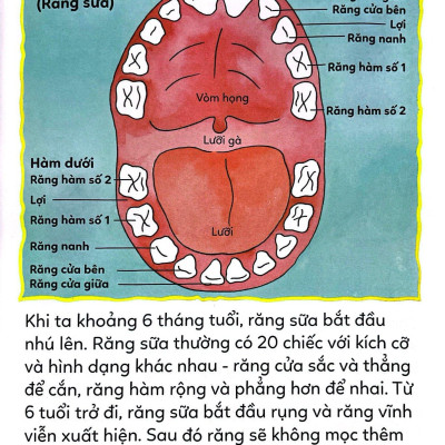 Tiểu Học Toàn Diện - Chăm Sóc Răng Miệng