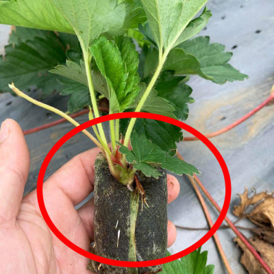 Viên Nén Xơ Dừa Trồng Ngó Dâu Thông Minh SGS (set 100 viên) đã bao gồm phân bón hữu cơ cho cây phát triển tốt trong 30 ngày