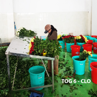 Xử Lý Hoa Cúc Cắt Cành Bằng Chế Phẩm Tog Galileo Của Israel (Chai 1 Lít)