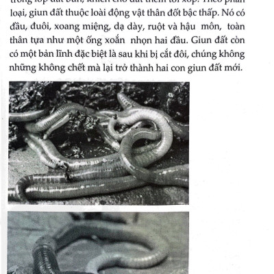 Sách- 10 Vạn Câu Hỏi Vì Sao- Động Vật- 2HBooks