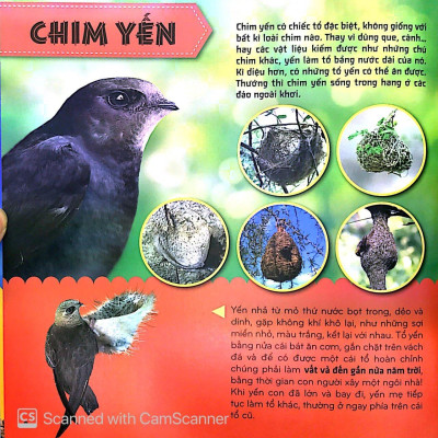 Sách - Bí Ẩn Thế Giới Loài Vật - Chim (Tái Bản 2025)