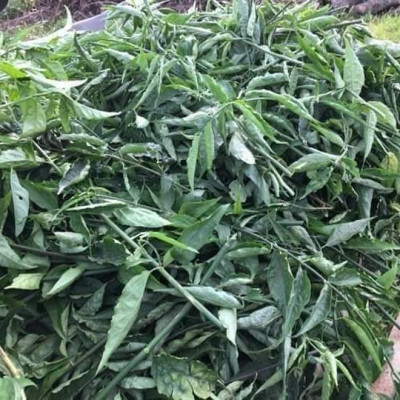 Cây xương khỉ (Cây bìm bịp - Cây mảnh cộng)  - Sản phẩm khô về làm trà ( Gói 500gr)