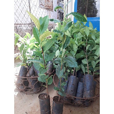 cây trà xanh, chiều cao 40-50cm