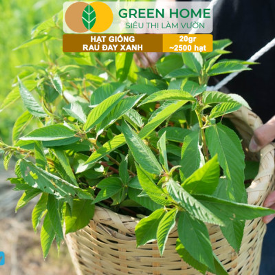 Hạt Giống Rau Đay Xanh GreenHome, Gói 20gr~2500 hạt , Dễ Trồng Quanh Năm, Thu Hoạch Nhanh R23