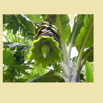 Đặc Sản Kon Tum - Quả Chuối Cô Đơn Khô Hiệu Đặc Sản Và Dược Liệu Kon Tum Thơm Ngon Đóng Hút Chân Không (1Kg) - OCOP 3 Sao