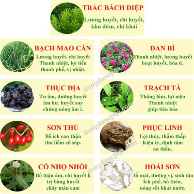 Trắc Bách Diệp PQA Hỗ Trợ Cầm Máu Dùng Cho Người Bị Chảy Máu Cam Hay Mắc Các Chứng Xuất Huyết Hộp 10 Ống