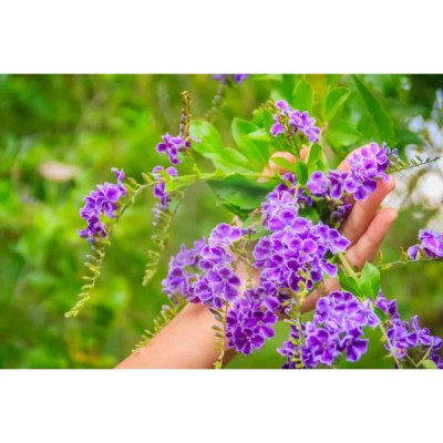 Cây chuỗi ngọc hoa tím - cây cảnh đẹp - thích hợp trồng hàng rào trang lối đi sân vườn + tặng phân bón