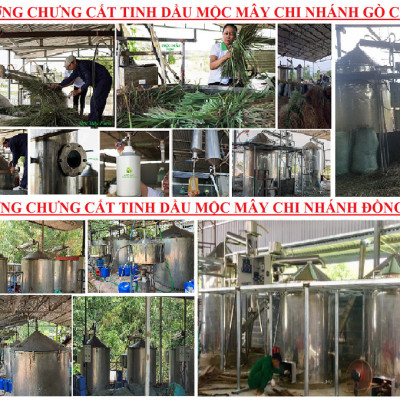 Tinh dầu Khuynh Diệp (bạch đàn) nguyên chất từ thiên nhiên - Mộc Mây