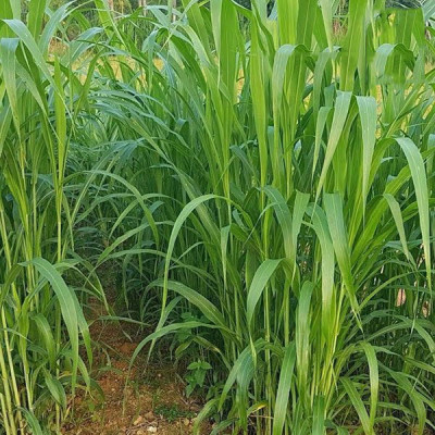 Hạt giống Cỏ Lai SUDAN - Cỏ ngô chăn nuôi VTS179