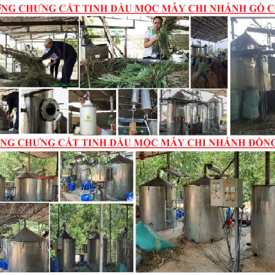 Tinh dầu Hương Nhu 10ml Mộc Mây - tinh dầu thiên nhiên nguyên chất 100% - chất lượng và mùi hương vượt trội - chuyên gia chăm sóc tóc hư tổn