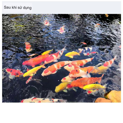 Van Cổng Hồ Koi Cao Cấp: Phi 75, 90, 110mm - Kiểm Soát Dòng Chảy Hoàn Hảo!