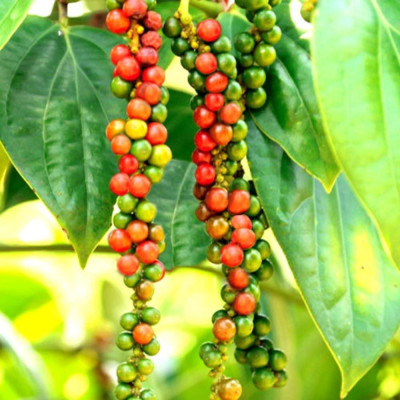 Muối Tiêu Chanh Ông Chà Và 90g (Pepper Lemon Salt)