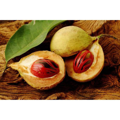 Nhục Đậu Khấu Ông Chà Và 40g (Nutmeg)