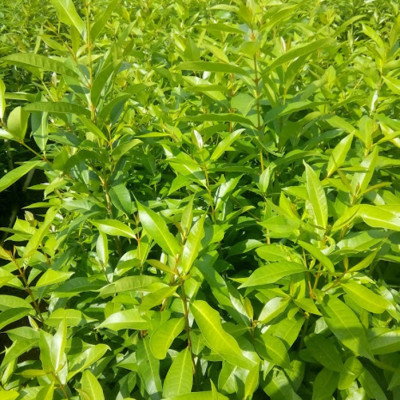 Cây, Lá vối tươi