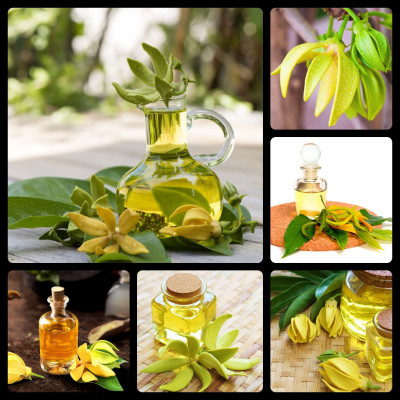 Tinh dầu Ngọc Lan Tây 10ml Mộc Mây - tinh dầu thiên nhiên nguyên chất 100% - chất lượng và mùi hương vượt trội