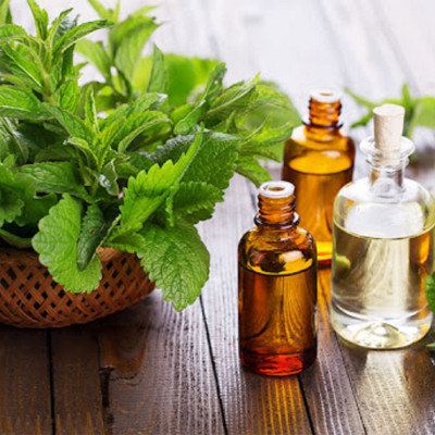 Tinh dầu Bạc Hà 10ml nguyên chất từ thiên nhiên, Thơm Phòng, Khử Mùi, Kháng Khuẩn, Đuổi Muỗi, Đuổi Chuột - KingOil