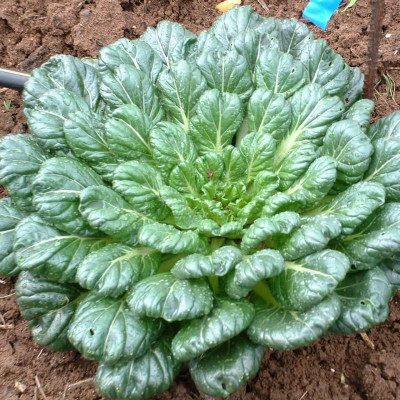 Hạt giống Cải Hoa Hồng VTS52