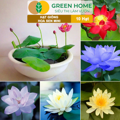 Hạt Giống Hoa Sen Mini GreenHome, Gói 10 Hạt, Nhiều Màu, Dễ Trồng, Dễ Chăm, Nảy Mầm Tốt H01
