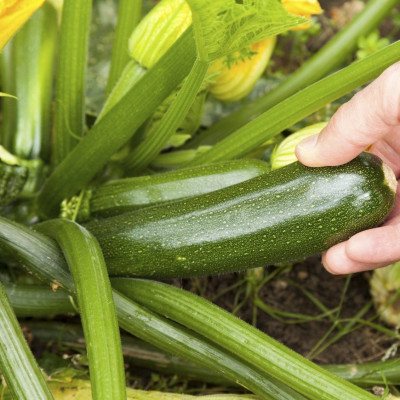 Hạt giống Bí ngòi Thạch anh  F1 giống ngắn ngày năng suất cao VTP08