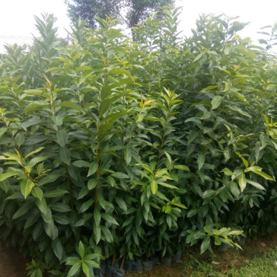 Cây, Lá vối tươi