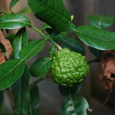 Cây chúc giống (cây chanh thái) cao khoảng 40cm