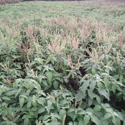 Tinh dầu Hương Nhu 10ml Mộc Mây - tinh dầu thiên nhiên nguyên chất 100% - chất lượng và mùi hương vượt trội - chuyên gia chăm sóc tóc hư tổn
