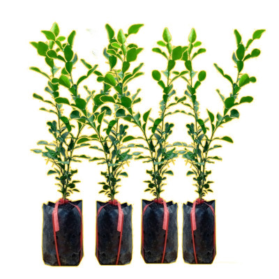 Cây chúc giống (cây chanh thái) cao khoảng 40cm