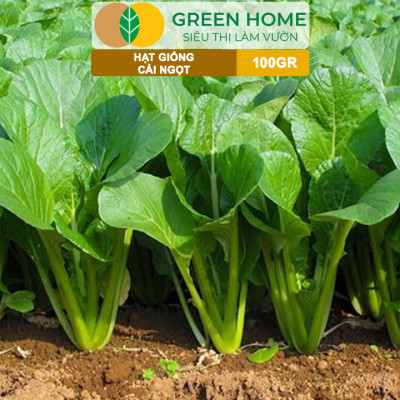 Hạt Giống Rau Cải Ngọt GreenHome, GÓI 100GR, Dễ Trồng, Nảy Mầm Cao, Thu Hoạch, Năng Suất R31