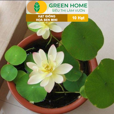 Hạt Giống Hoa Sen Mini GreenHome, Gói 10 Hạt, Nhiều Màu, Dễ Trồng, Dễ Chăm, Nảy Mầm Tốt H01