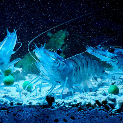 Đặc Trị Nội Ngoại Ký Sinh Trùng, Giun, Sán Trên Cá TN8 loại tốt 15gr 