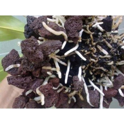 3KG Đá nham thạch cho bể cá cao cấp, vật liệu lọc nước hồ thủy sinh, trang trí bể cá cảnh, trồng lan