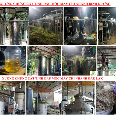 Tinh dầu sả chanh 50ml Mộc Mây - tinh dầu nguyên chất 100% từ thiên nhiên - chất lượng và mùi hương vượt trội