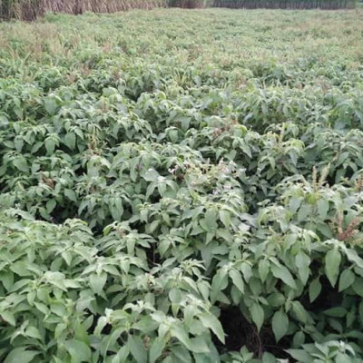 Tinh dầu Hương Nhu 10ml Mộc Mây - tinh dầu thiên nhiên nguyên chất 100% - chất lượng và mùi hương vượt trội - chuyên gia chăm sóc tóc hư tổn