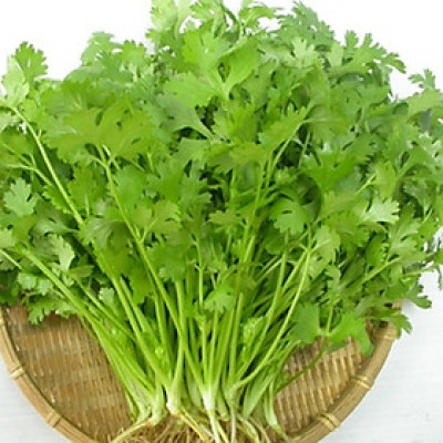 Hạt giống ngò Bạc Liêu - rau mùi - ngò hạt lớn VTS43