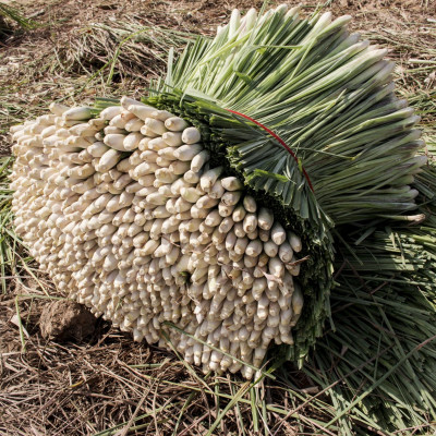 Tinh dầu sả chanh 50ml Mộc Mây - tinh dầu nguyên chất 100% từ thiên nhiên - chất lượng và mùi hương vượt trội