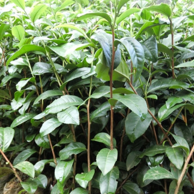 cây trà xanh, chiều cao 40-50cm