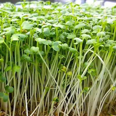 Hạt giống rau mầm cải bẹ xanh VTS170