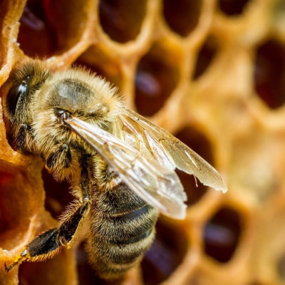 Xịt keo Ong Úc Vitatree Super Propolis Spray Complex tăng đề kháng , kháng khuẩn, Virut, nấm, giảm viêm họng, ho, nhiệt miệng - QuaTangMe Extaste