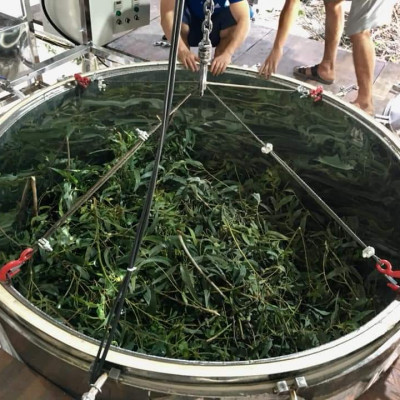 Tinh dầu Khuynh Diệp (bạch đàn) nguyên chất từ thiên nhiên - Mộc Mây