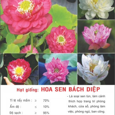 Hạt giống hoa Sen Bách Diệp nhiều cánh nhiều màu VTP121